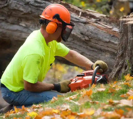 tree services Clayton